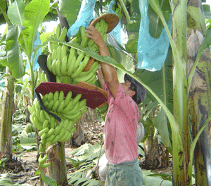 A Guatemalan banana worker.