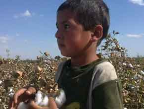 A child picks cotton in Uzbekistan, part of the government's forced labor system. Photo: Cotton Campaign