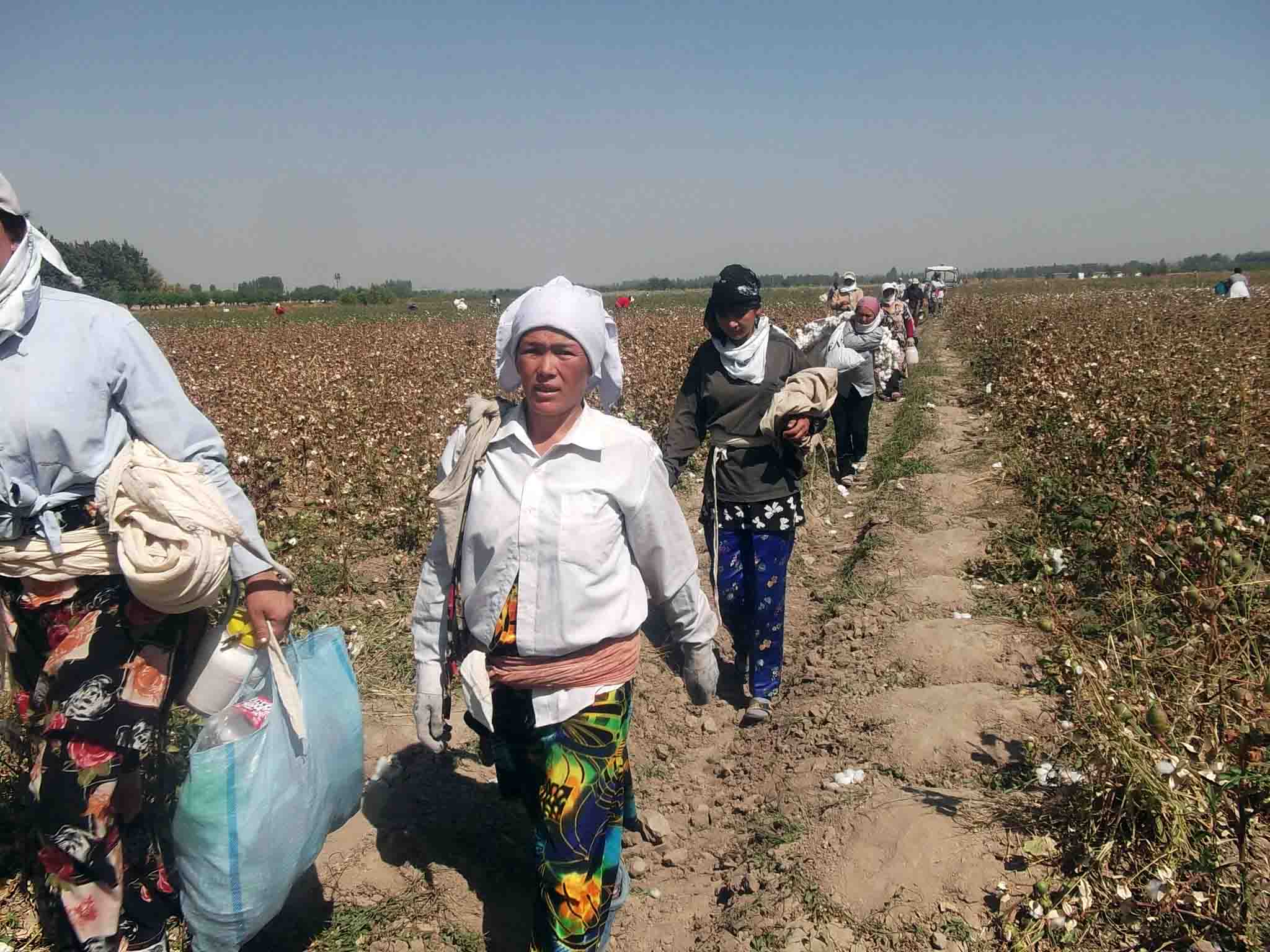 Uzbek Children, Teachers Forced to Labor in 2014 Cotton Harvest