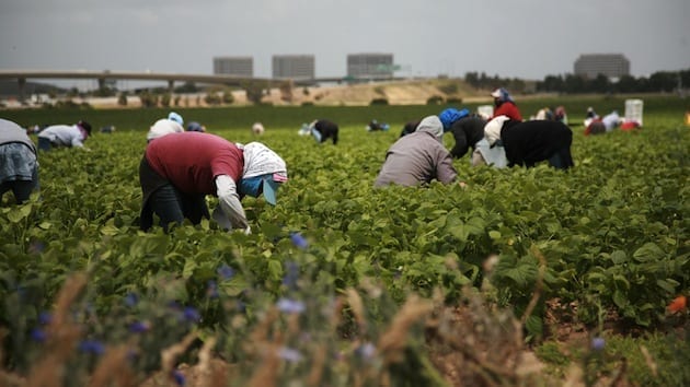 Striking Mexico Farm Workers Receive U.S. Labor Support