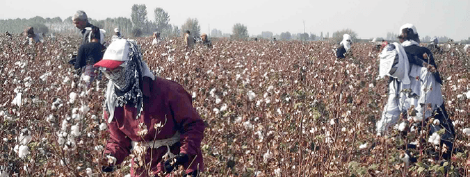 Uzbek Cotton Harvest: Extortion, Bribery, Forced Labor