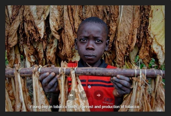 young boy in tabacco feilds