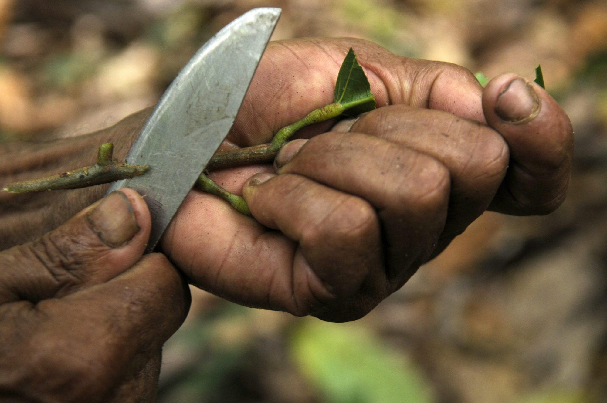 Dominican Republic, cocoa plantation worker, unions, Solidarity Center