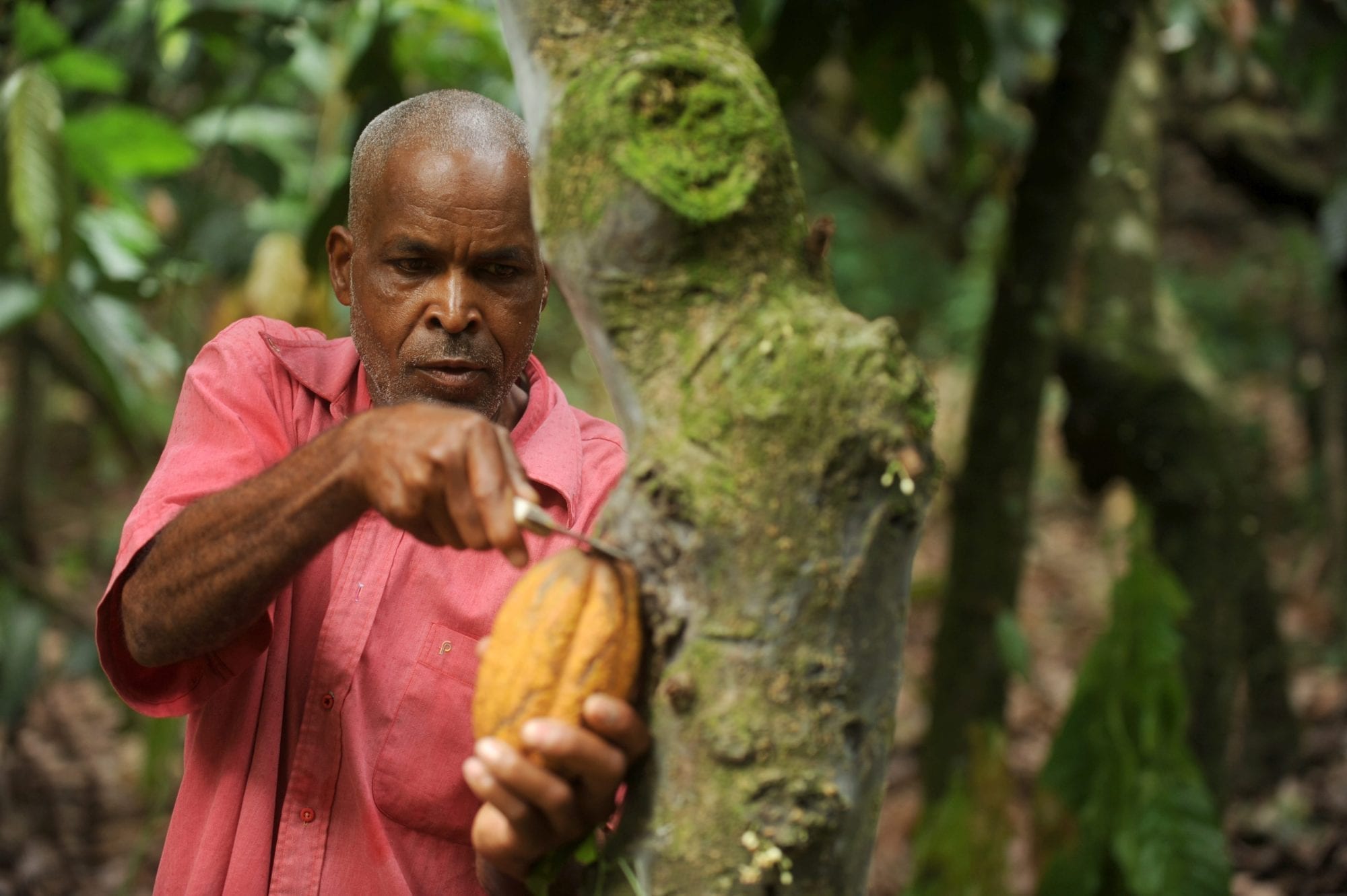 Dominican Republic, plantation workers, cocoa, farm workers, Solidarity Center