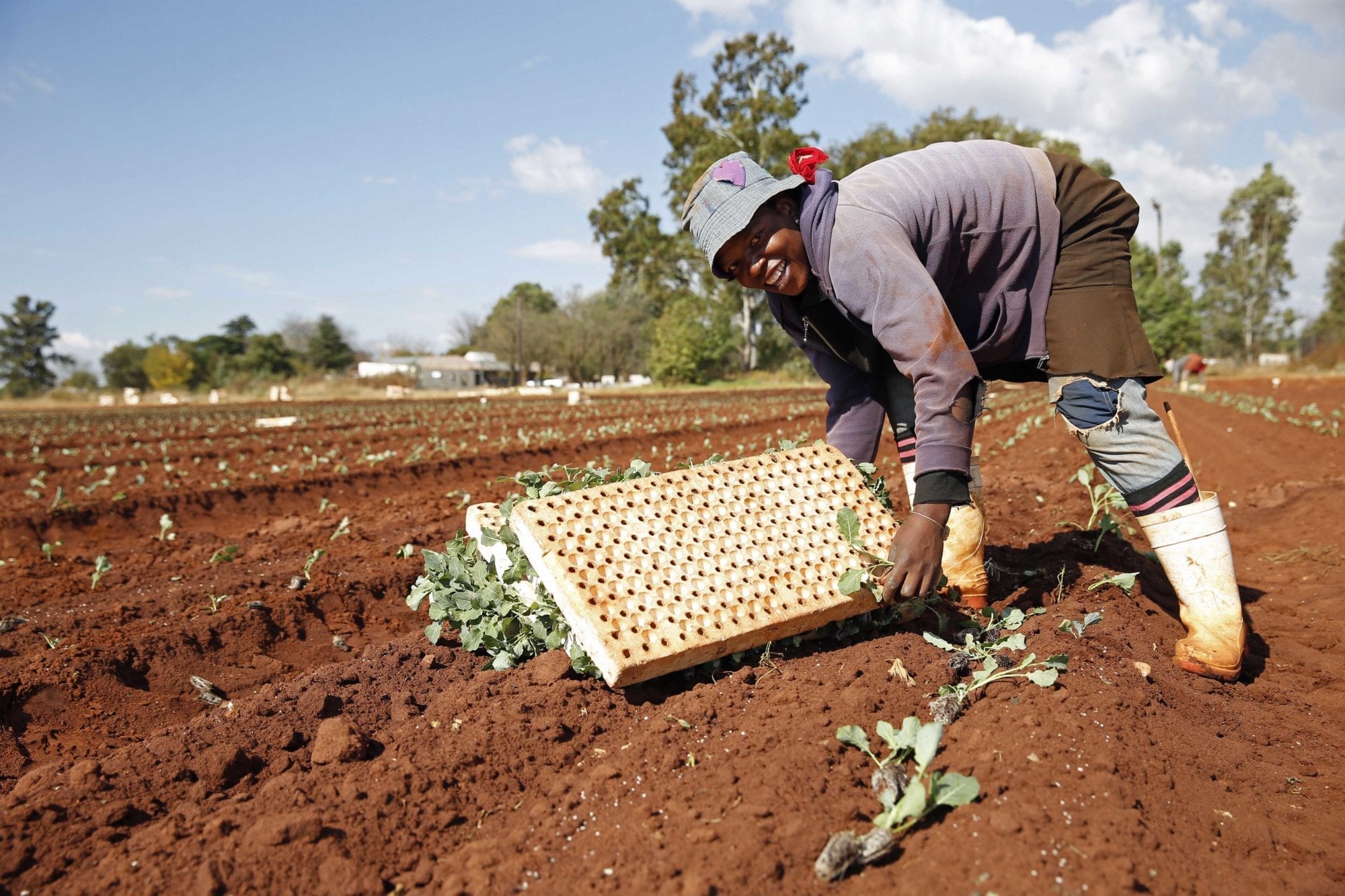 South Africa, cabbage farmers, unions, Solidarity Center