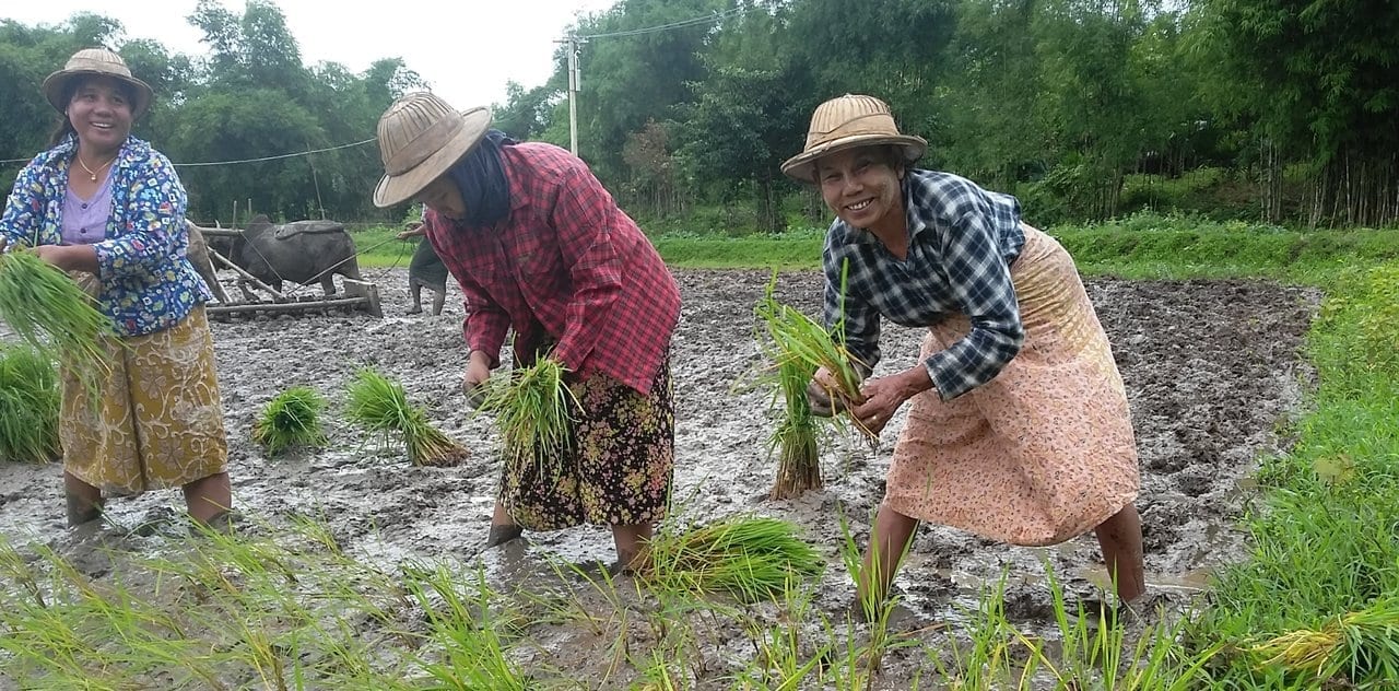 Myanmar, rice farmers, Solidarity Center, worker rights