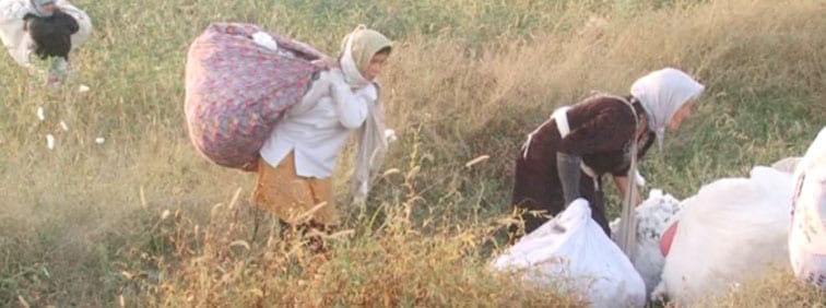 Uzbekistan, cotton harvest, forced labor, human rights, Solidarity Center