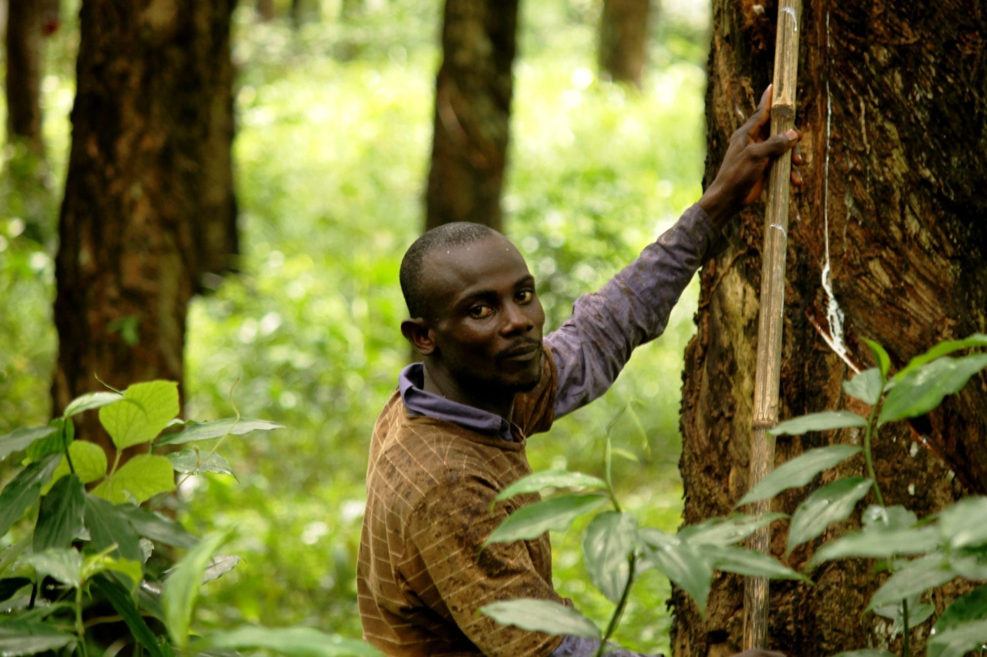 Liberia, rubber plantation, Firestone, unions, decent work, Solidarity Center