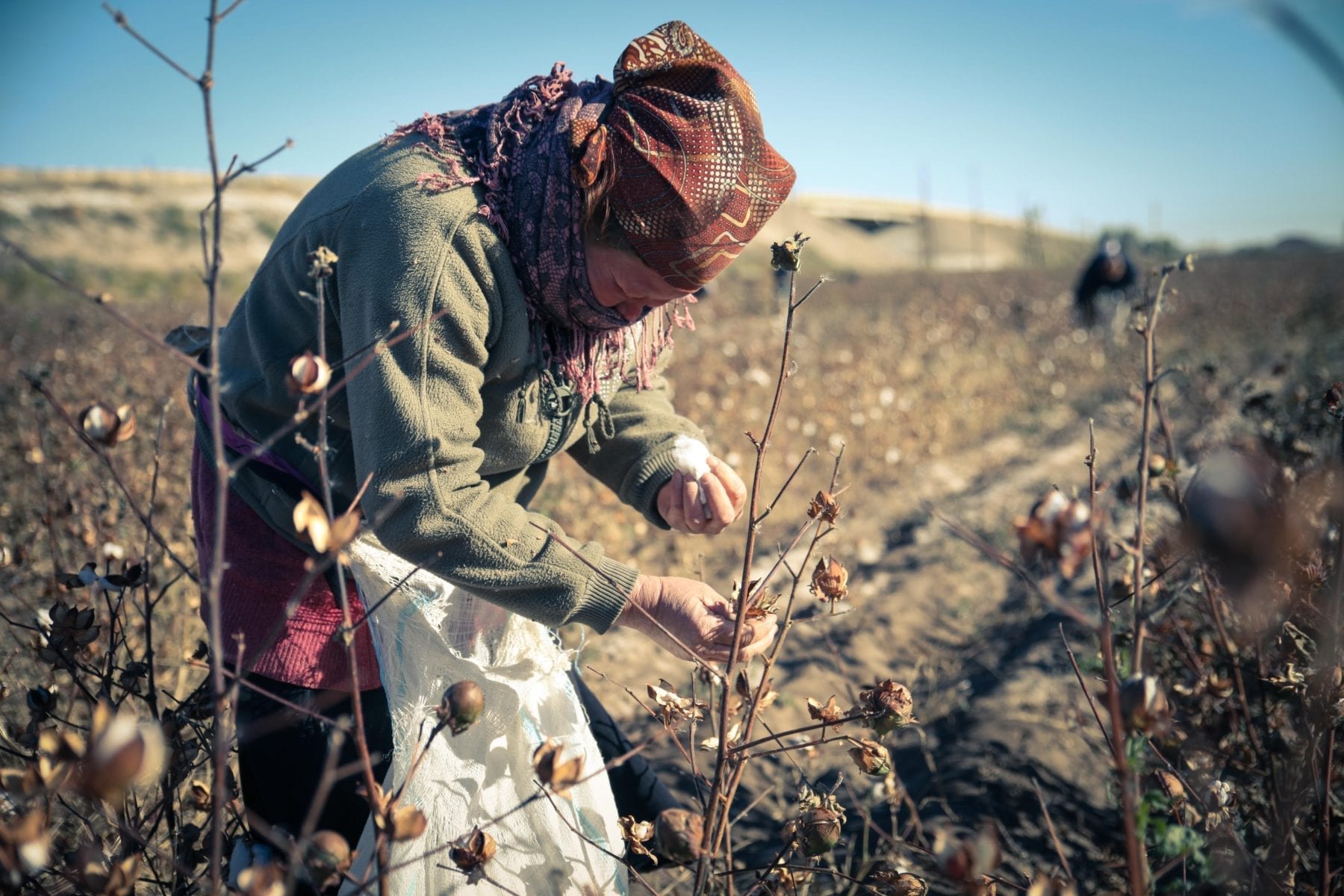 Uzbekistan, cotton harvest, forced labor, human rights, Solidarity Center
