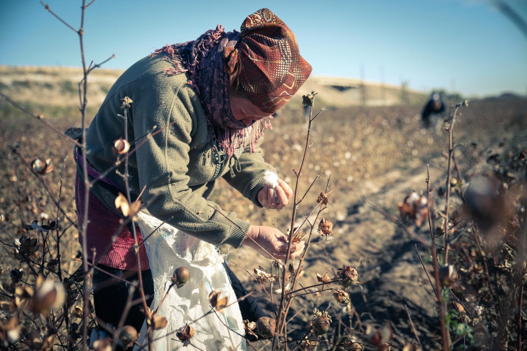 Uzbekistan, cotton harvest, forced labor, human rights, Solidarity Center