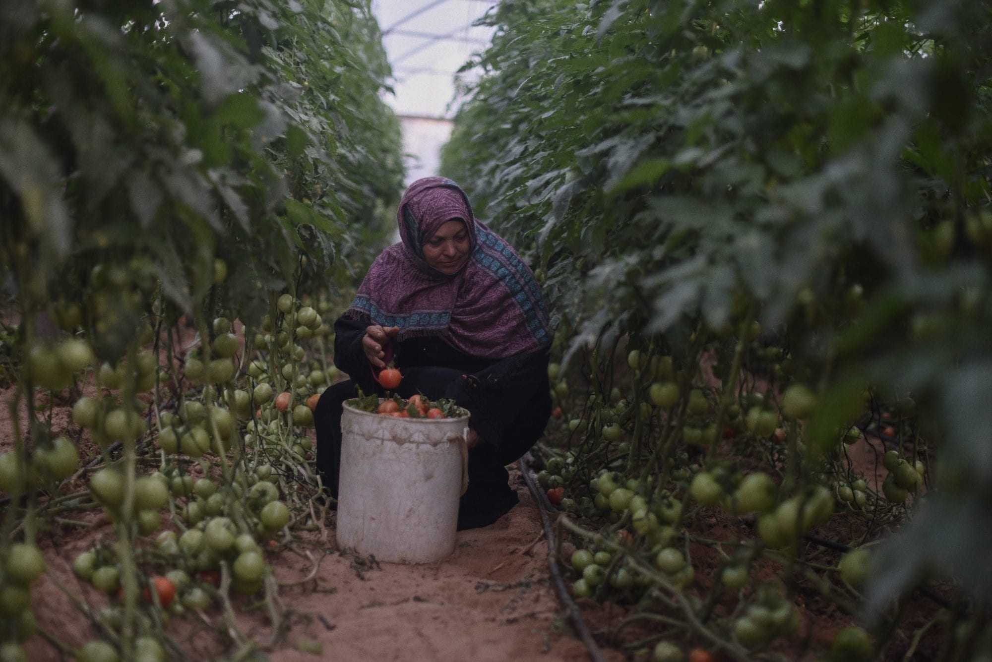 Gaza, Solidarity Center, worker rights, Palestine, farmworker, agricultural worker