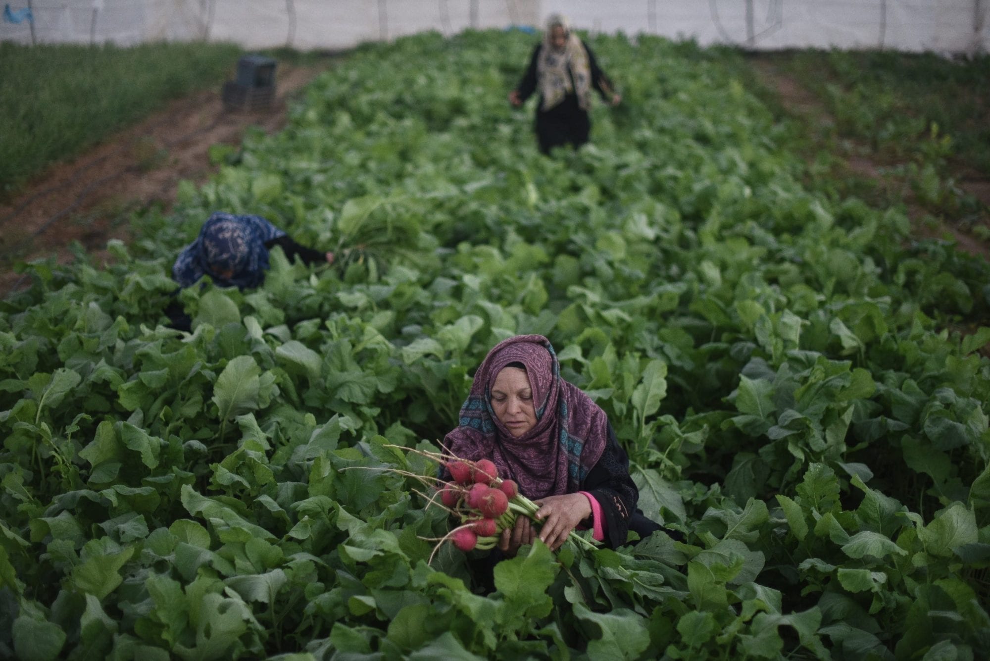 Gaza, Solidarity Center, worker rights, Palestine, farmworker, agricultural worker