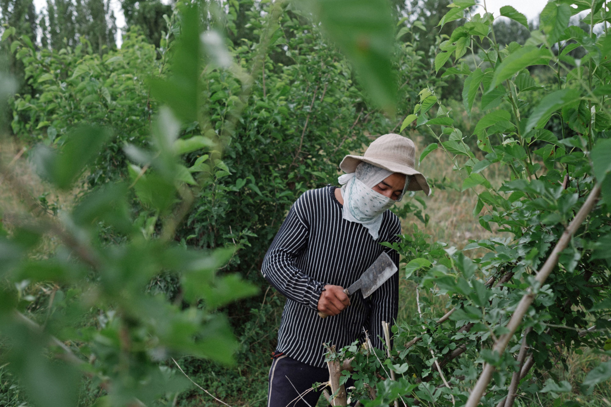 Uzbekistan, forced labor, worker rights, Solidarity Center