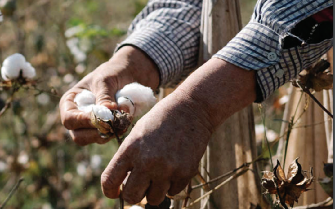 Uzbekistan: Progress, but Continued Forced Labor in Cotton Fields