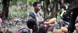 Girl using machete on cocoa pod in a video about how a Ghana agricultural union is helping children leave cocoa production for school