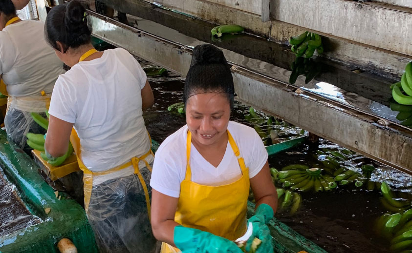 The Union Difference in Guatemala Banana Plantations