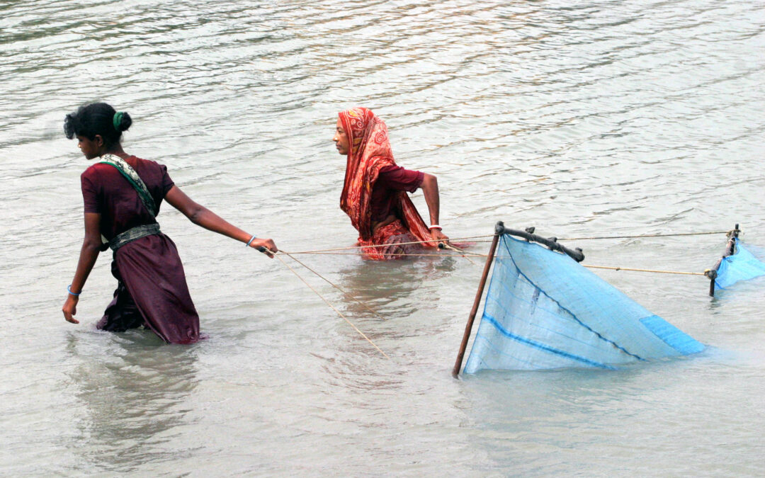 Bangladesh women catch shrimp with nets