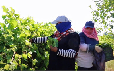 Jordan, agricultural workers win rights at work, gender-based violence at work, worker rights, Solidarity Center