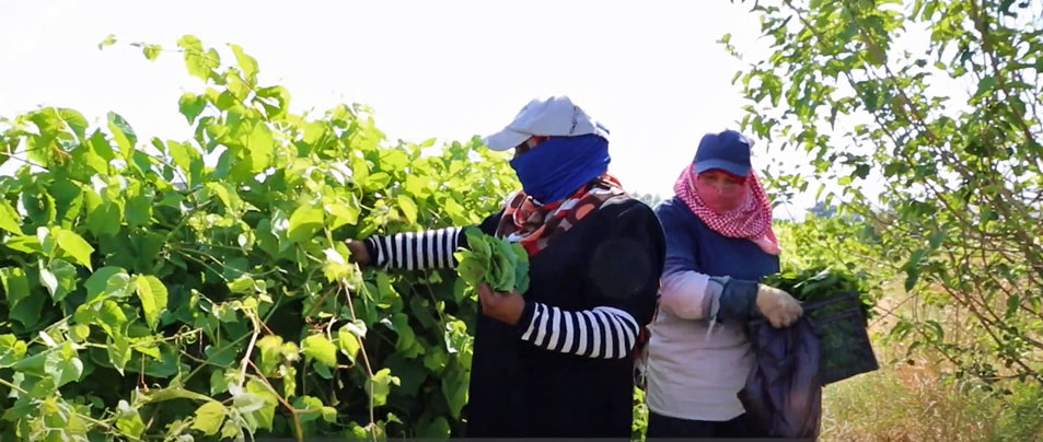 Jordan, agricultural workers win rights at work, gender-based violence at work, worker rights, Solidarity Center