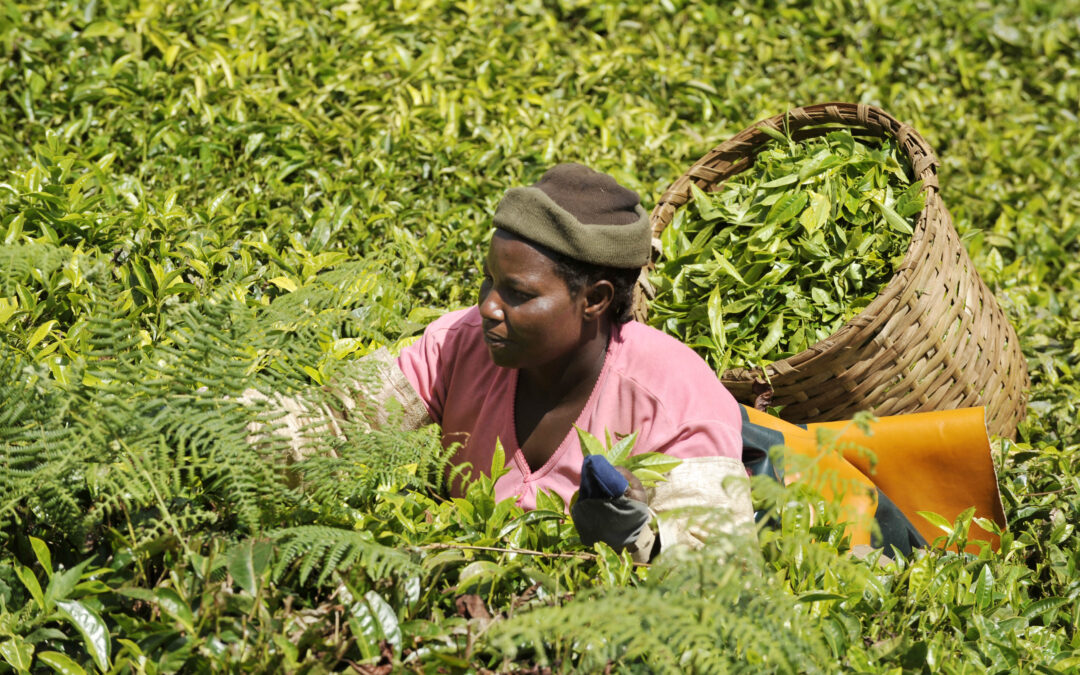 Kenya Unions Pursue Citizen-Led Climate Justice Efforts