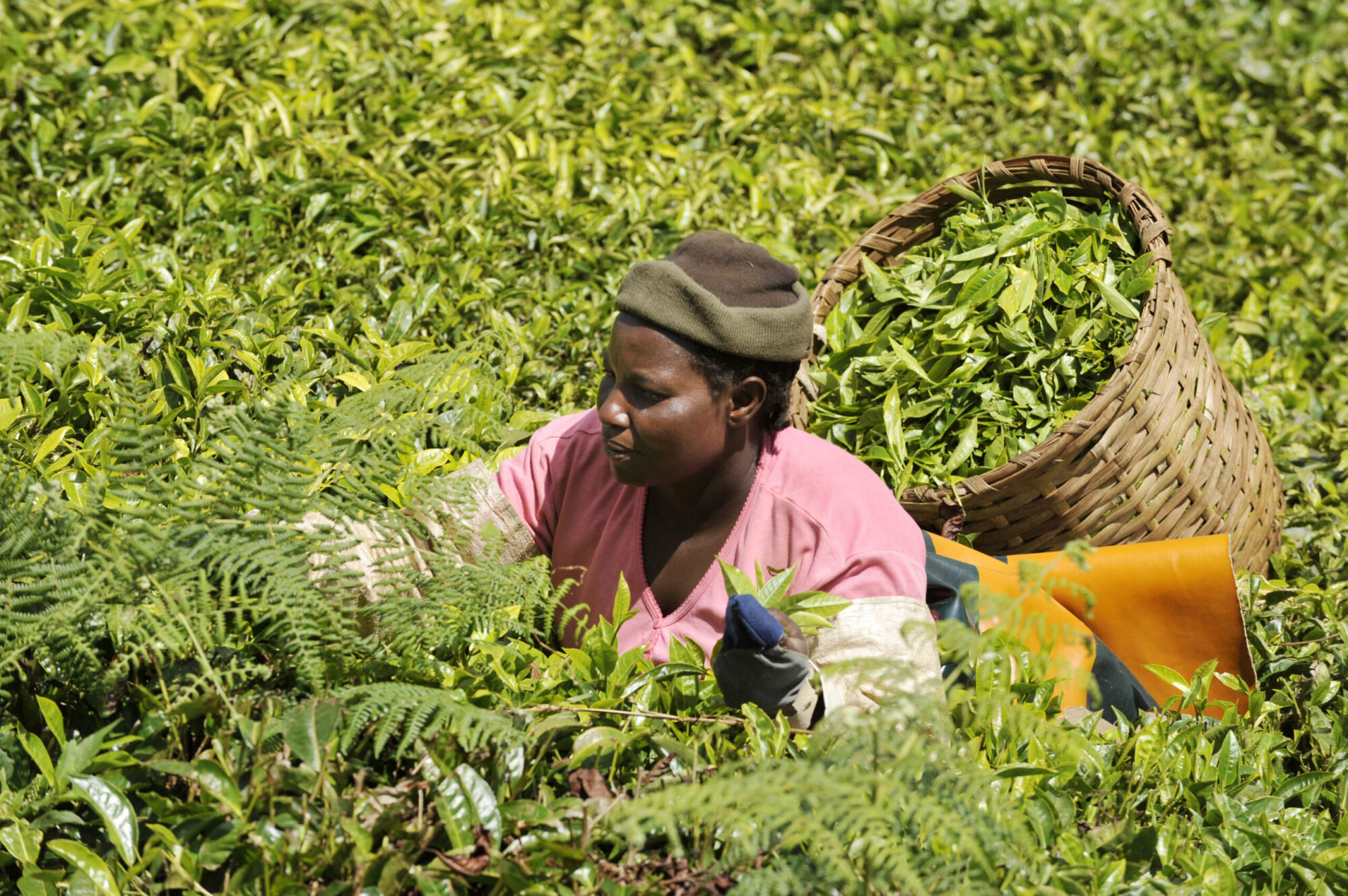 Kenya Unions Pursue Citizen-Led Climate Justice Efforts