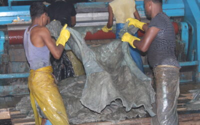 Bangladesh tannery workers are moving hides through heavy equipment.