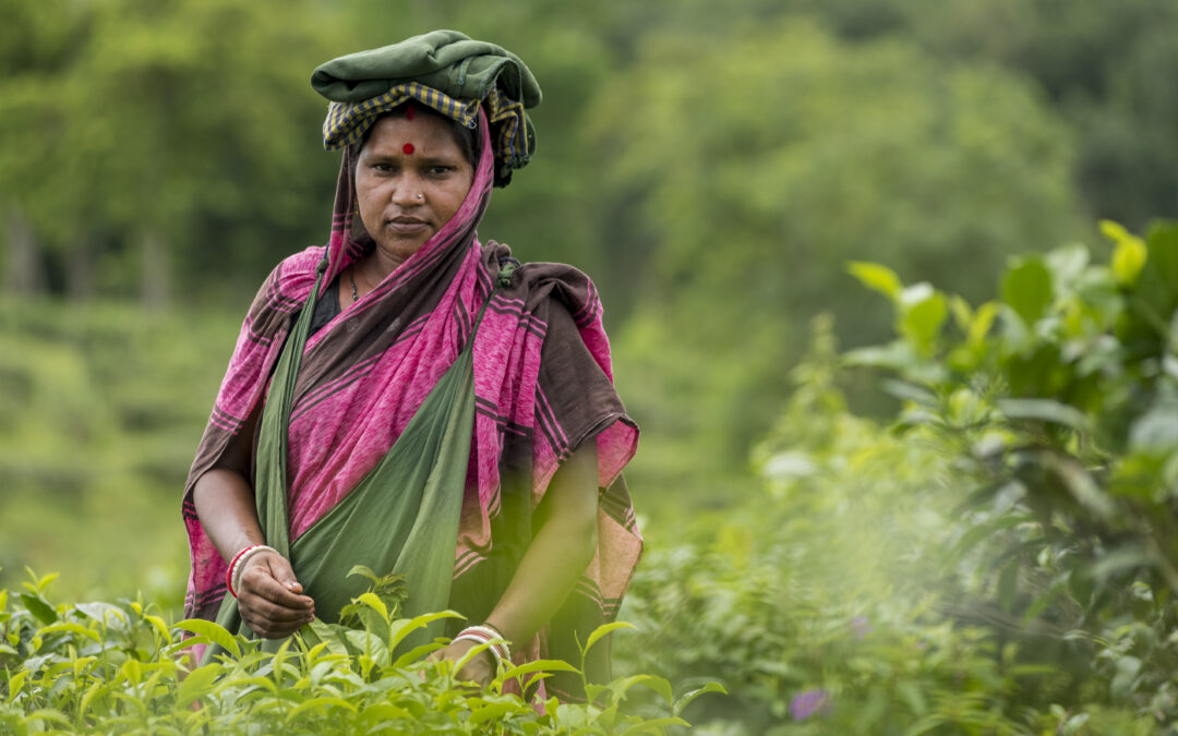 Sanchari, 45, was raised on a tea estate and has picked tea leaves for 30 years. She completed fifth grade at the tea estate primary school, where no further education is offered. Credit: Solidarity Center / Hasan Zobayer