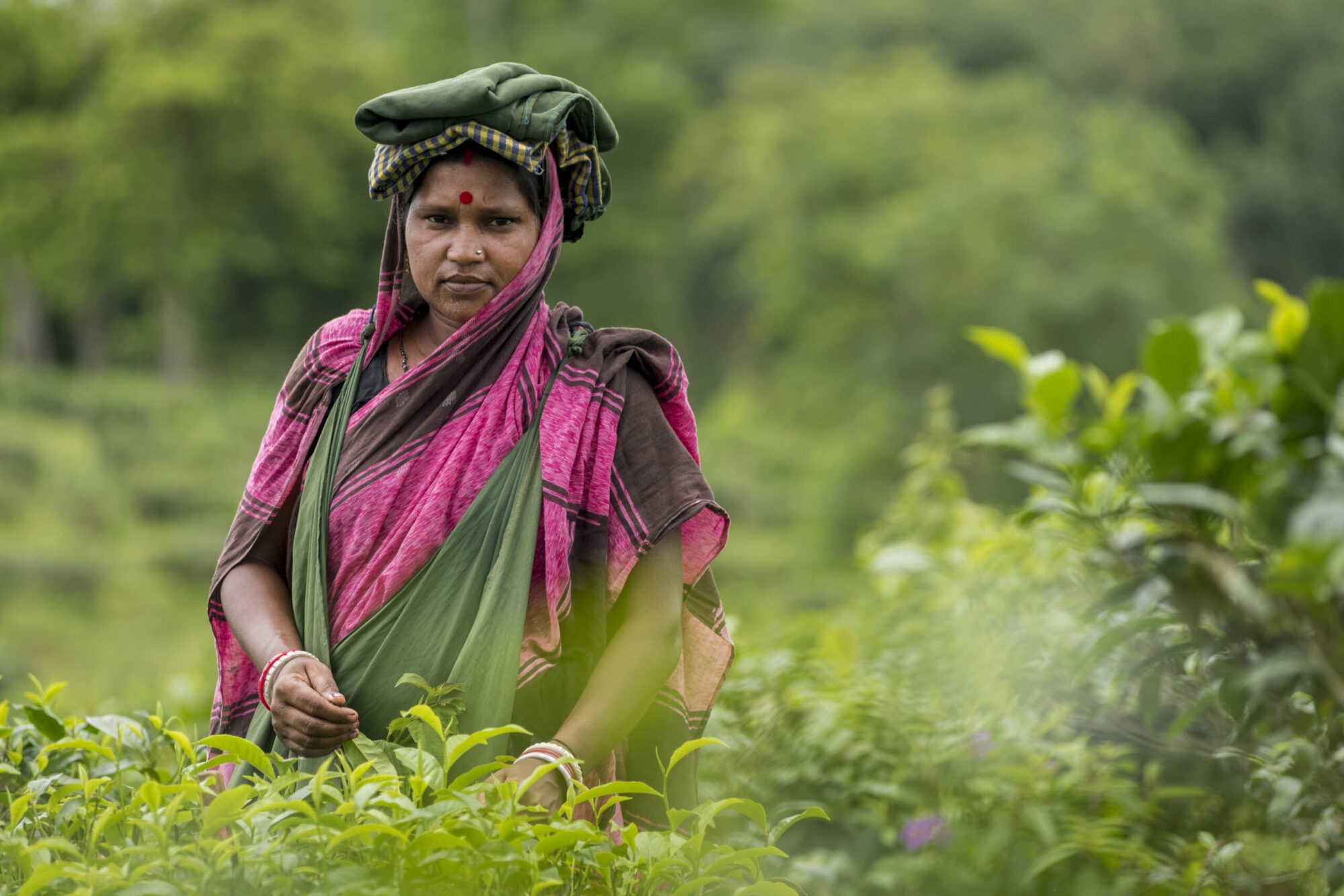 Bangladesh Tea Workers: ‘A Lot of Sweat for Their Work’