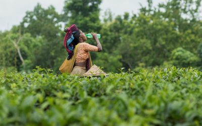 Bangladesh tea worker hydrates in scorching heat, Solidarity Center