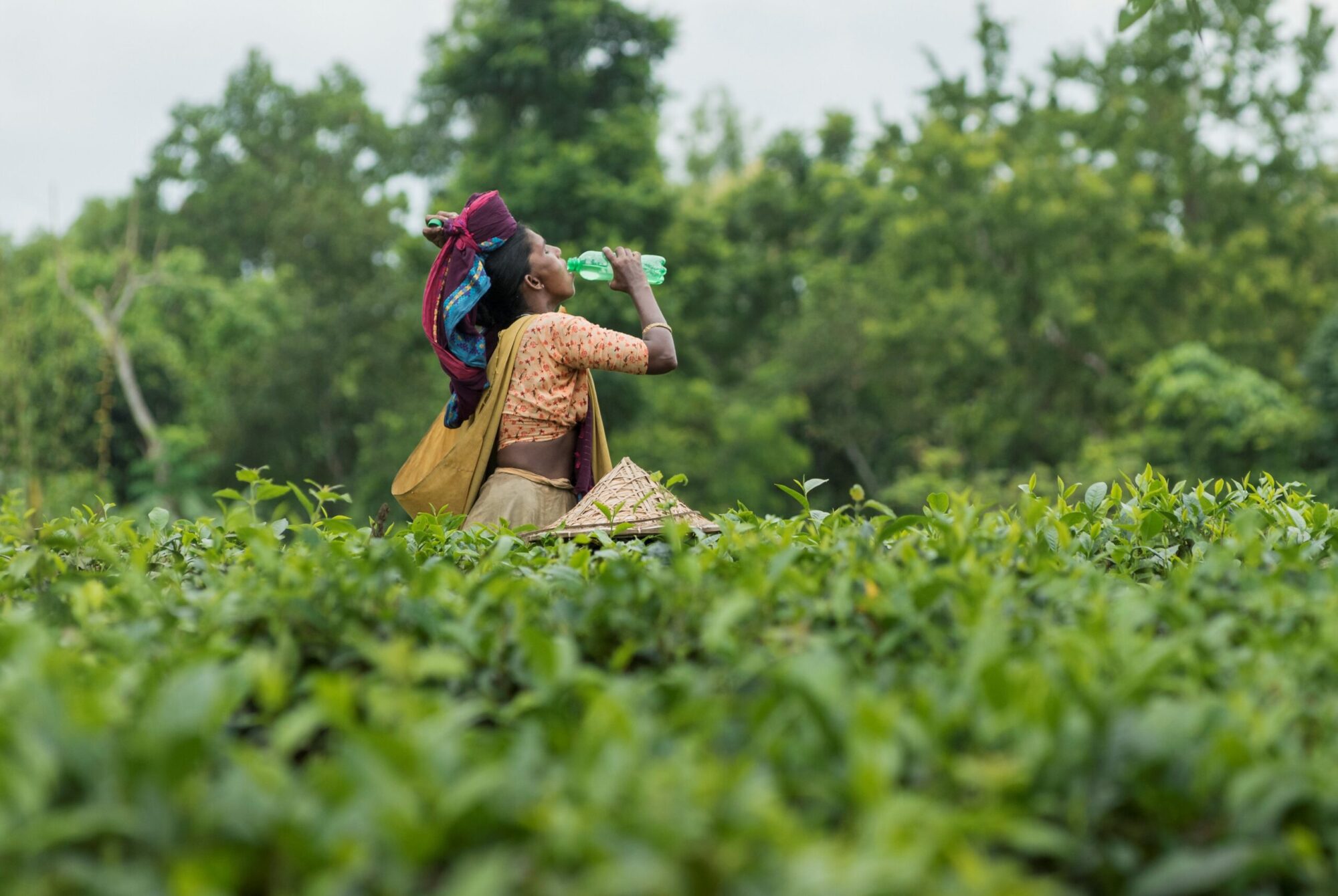 ‘The Weight of the Heat’: Climate Change Further Burdens Bangladesh Tea Workers